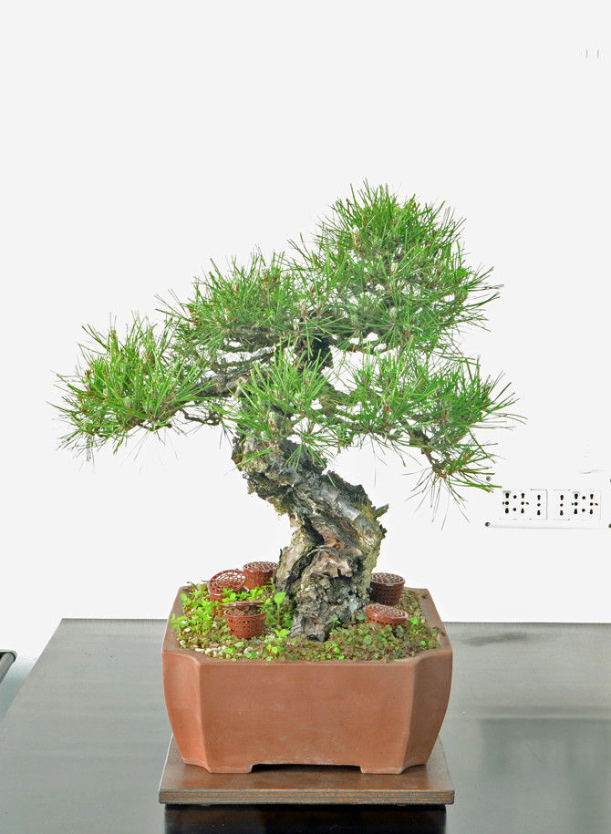 Pino Nero Giapponese - Pinus Thumbergii Lato-s20