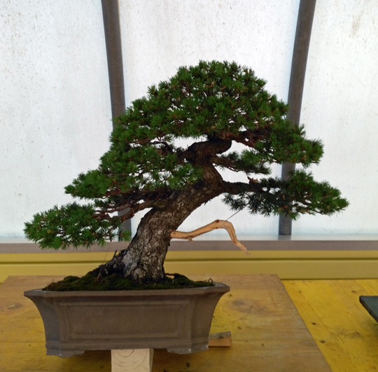 Oltre Il Verde - Bonsai Competition 6 Lavora13
