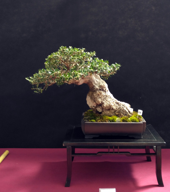 Oltre Il Verde - Bonsai Competition 6 Olivas10