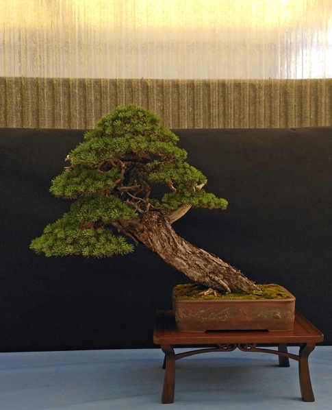 Oltre Il Verde - Bonsai Competition 6 Pino-211