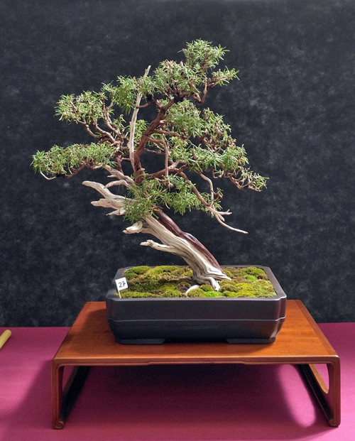 Oltre Il Verde - Bonsai Competition 6 Rosmar11