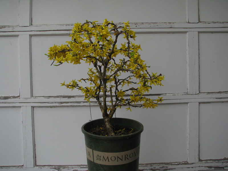 Forsythia × intermedia 'Lynwood ' Img_1410