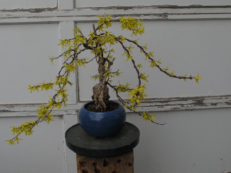 Forsythia × intermedia 'Lynwood ' Img_1510