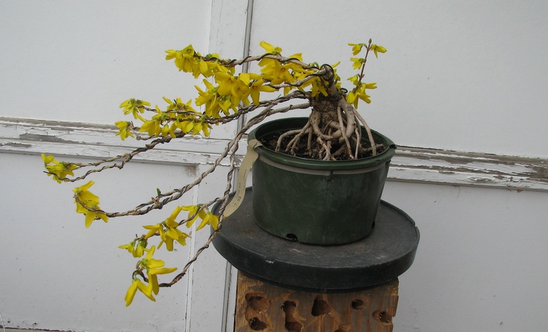 Forsythia × intermedia 'Lynwood ' Img_1512