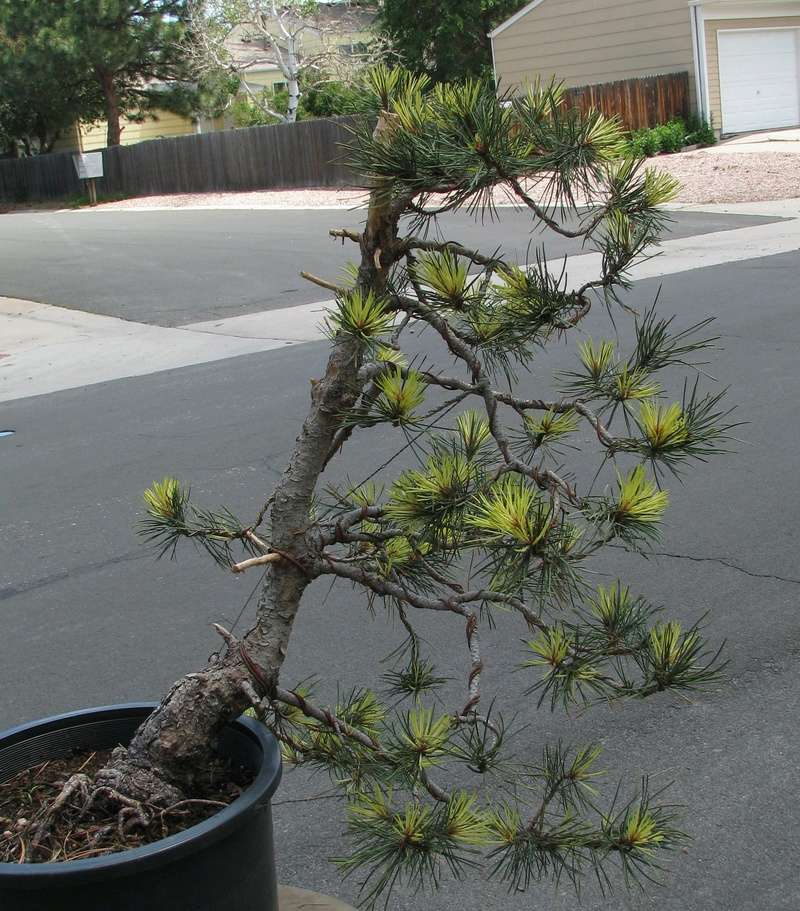 Pinus Contorta "Taylors Sunburst" First Styling Img_1910