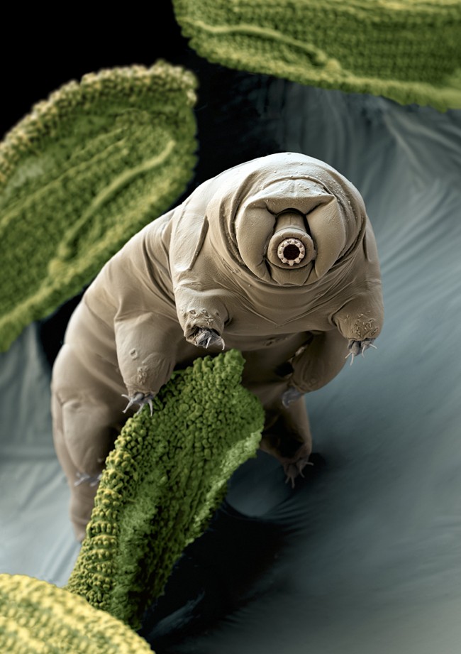 Tardigrade  extremophile with superpowers 28619910