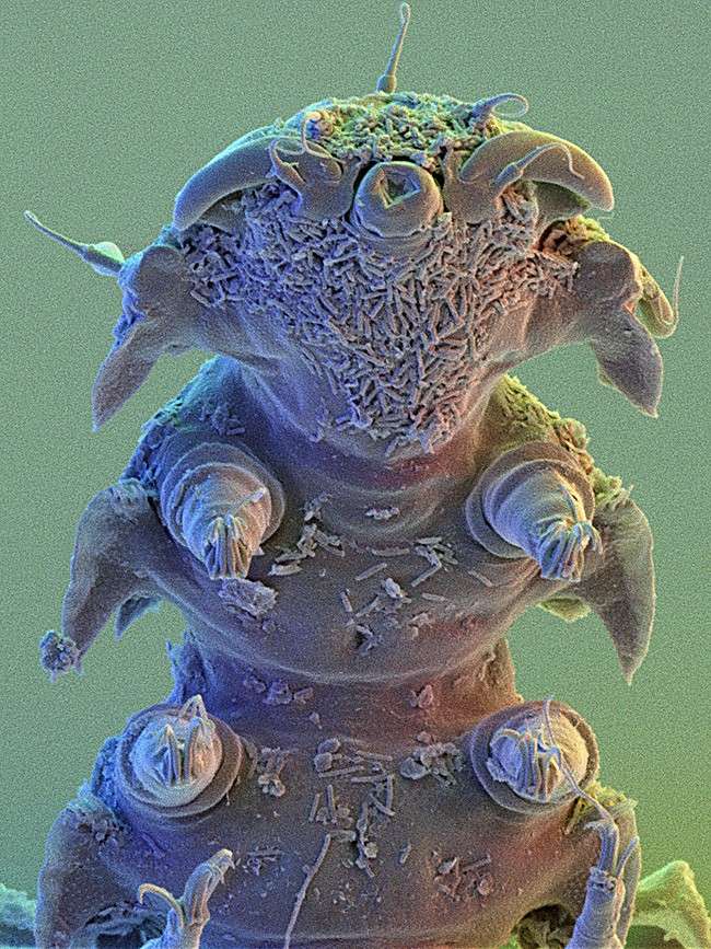 Tardigrade  extremophile with superpowers 32676810