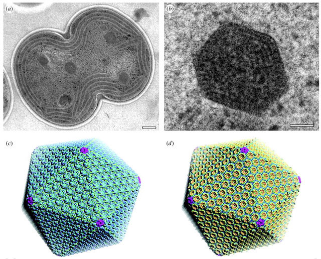 Carboxysomes - Nanotechnology reveals hidden depths of bacterial 'machines' Carbox10