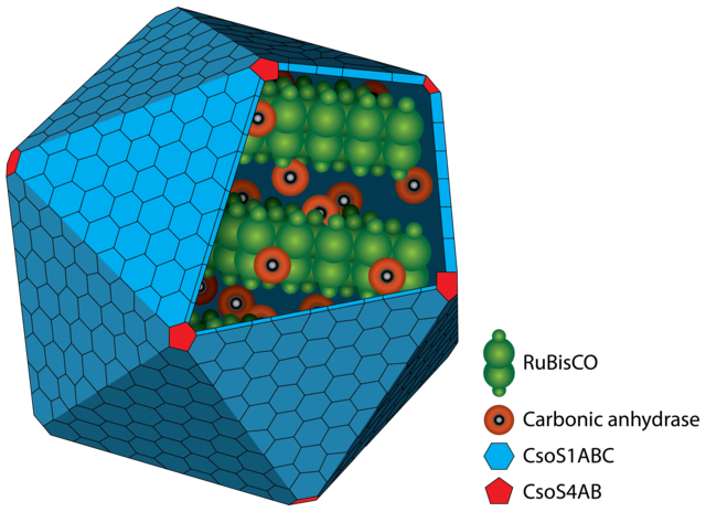 Carboxysomes - Nanotechnology reveals hidden depths of bacterial 'machines' Carbox10