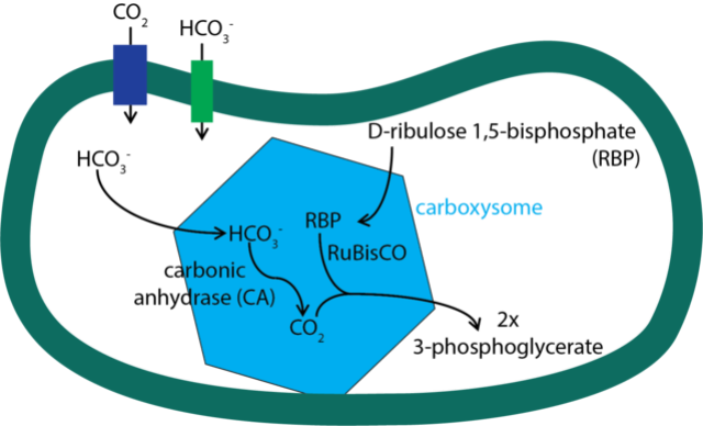 Carboxysomes - Nanotechnology reveals hidden depths of bacterial 'machines' Carbox11