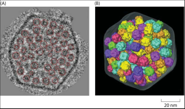 Carboxysomes - Nanotechnology reveals hidden depths of bacterial 'machines' Carbox12
