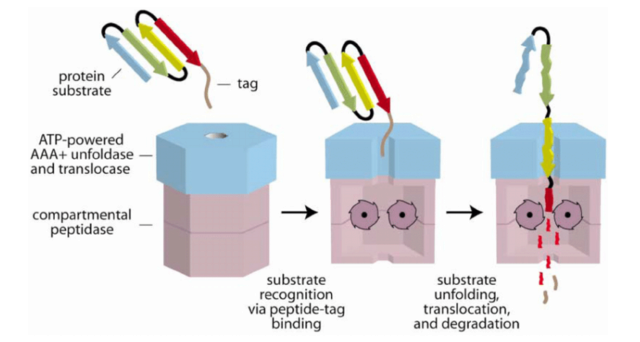 Homeostasis in cells, and origin of life scenarios Cartoo10