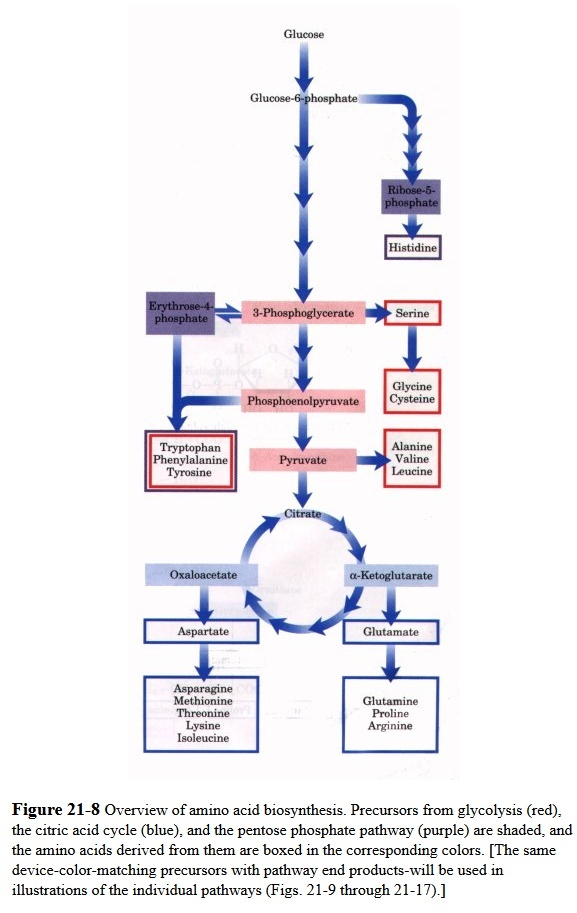 Amino Acids: Origin of the canonical twenty  amino acids required for life Chapte10