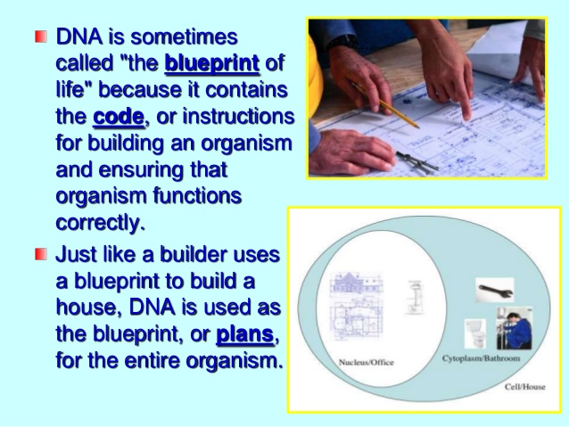 DNA - the instructional blueprint of life Dna_bl10