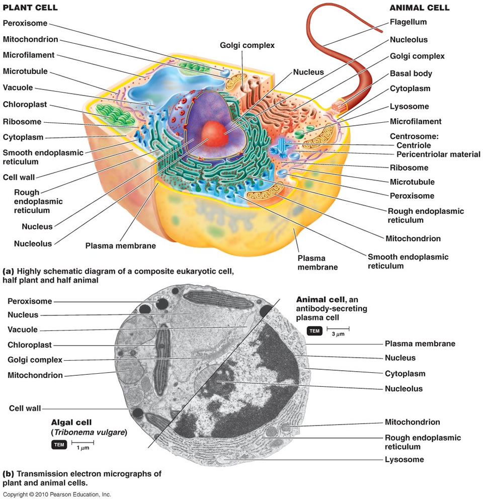 Eukaryotes, and their origin Eukary10