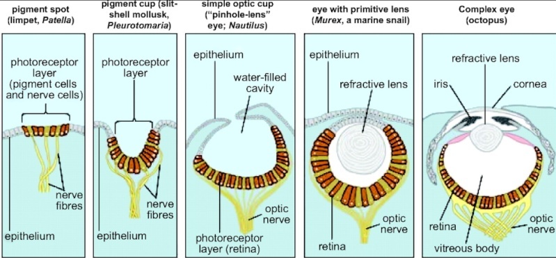 The irreducible complex system  of the eye, and eye-brain interdependence Evolut10