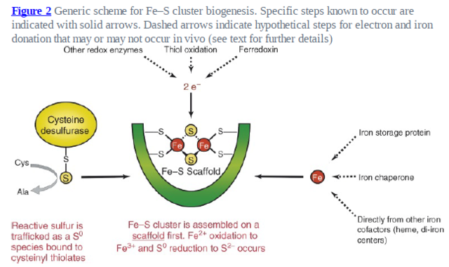 Iron-sulfur clusters: Basic building blocks for life  Fe-s_c11