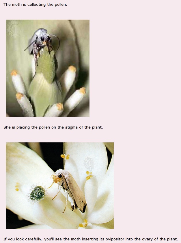 Yucca plant and Yucca moth interdepencence, and instinct How_do10