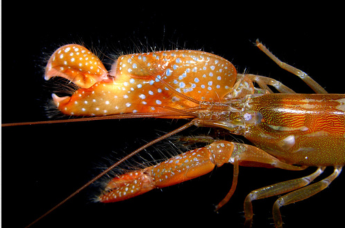 The snappy shrimp Intere10