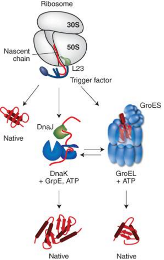 Homeostasis in cells, and origin of life scenarios Interp10