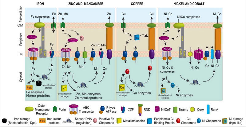 Metal ions in biological cells, essential for life Metal_11