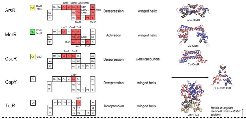 Metal ions in biological cells, essential for life Metall10