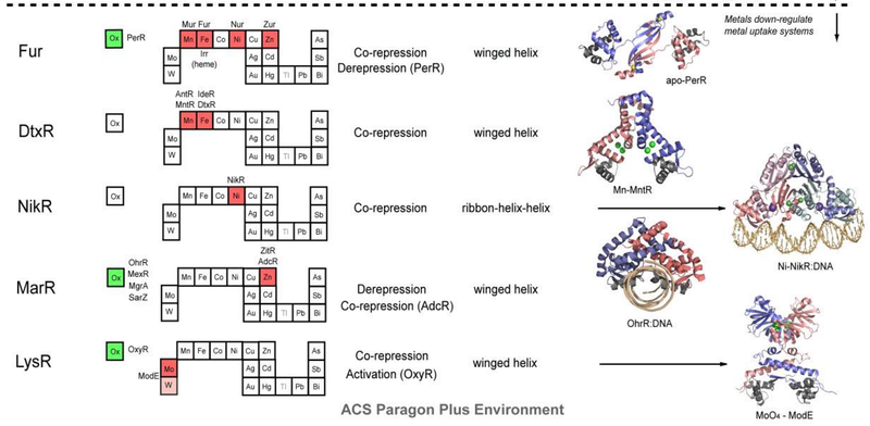 Metal ions in biological cells, essential for life Metall11