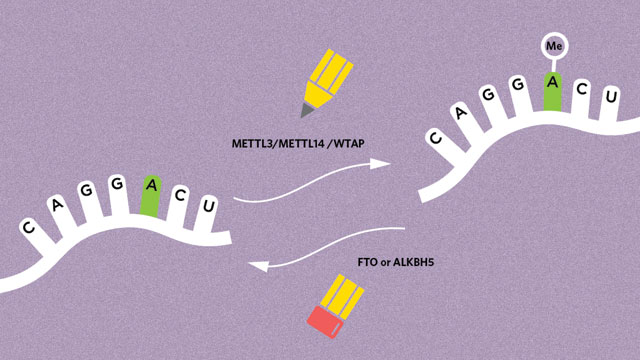 RNA Epigenetics Methyl10