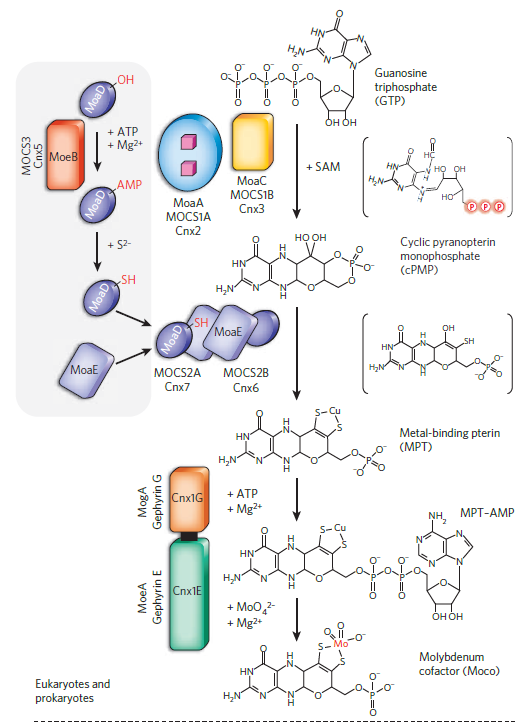 Biosynthesis of the  Cofactors of Nitrogenase Molybd11