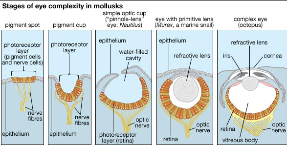 Critique to the general evolutionary model of the human eye Murex_10