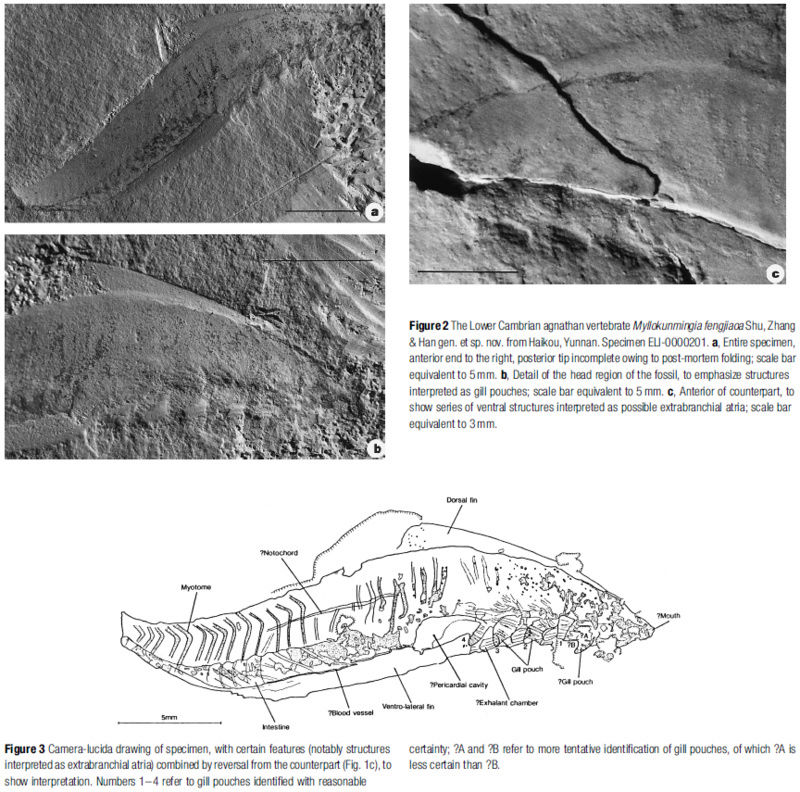 Evolution of fish Myllok10