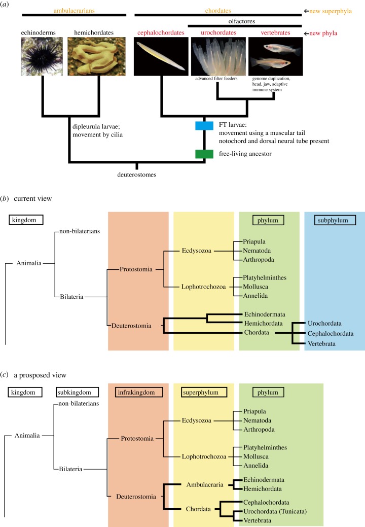 Evolution of fish Phylog10