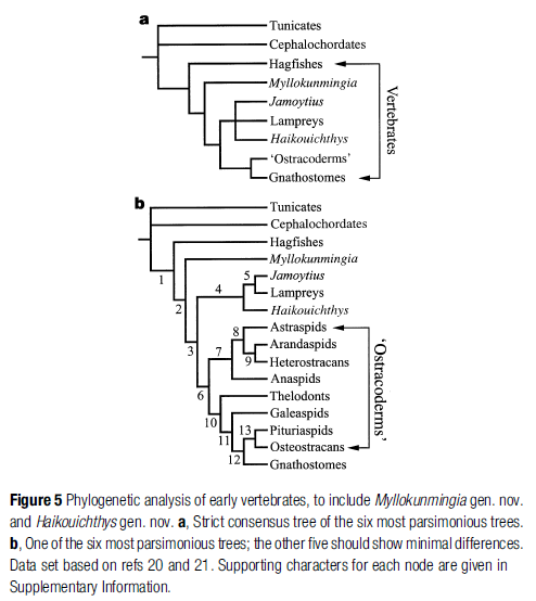 Evolution of fish Phylog11
