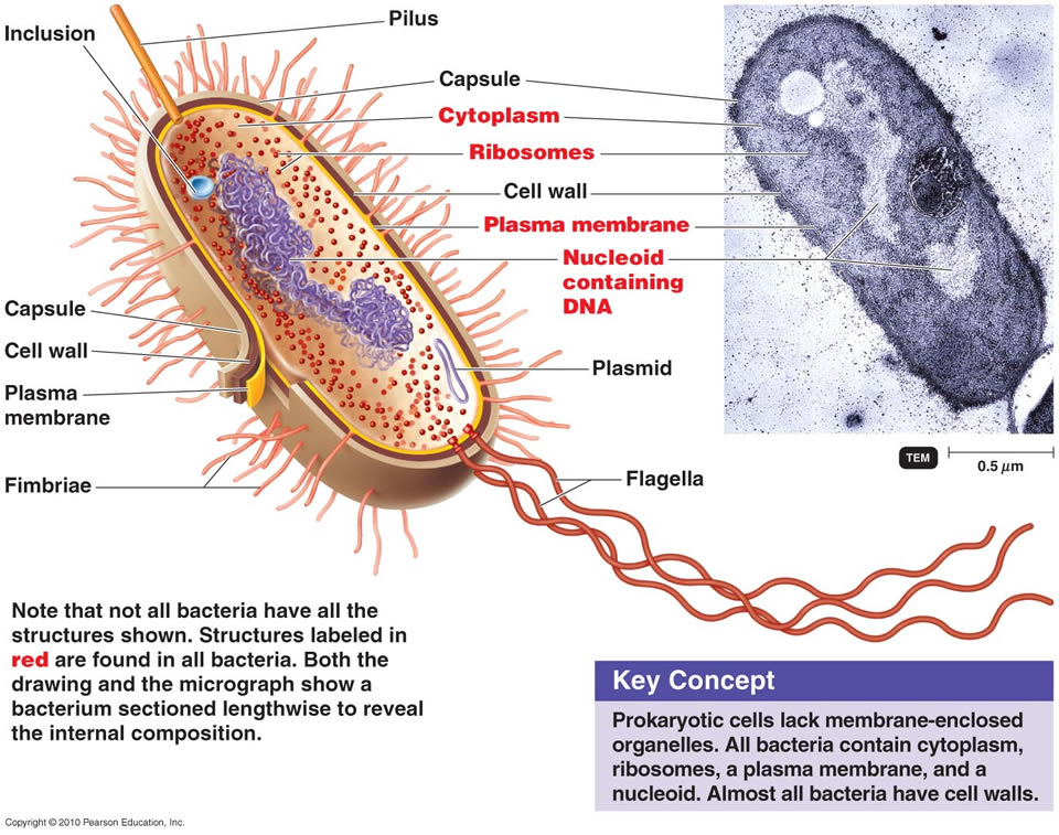 The prokaryotic cell membrane Prokar11