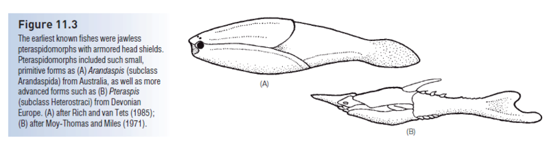 Evolution of fish Pteras12