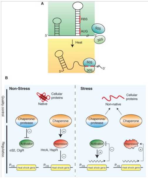 Homeostasis in cells, and origin of life scenarios Regula12