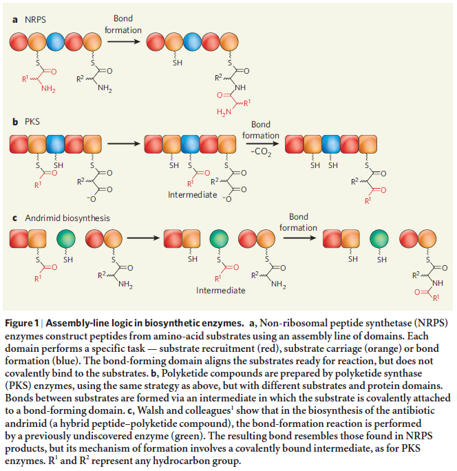 Amazing molecular assembly lines and non ribosomal amino-acid chain formation pathways come to light Sidero11