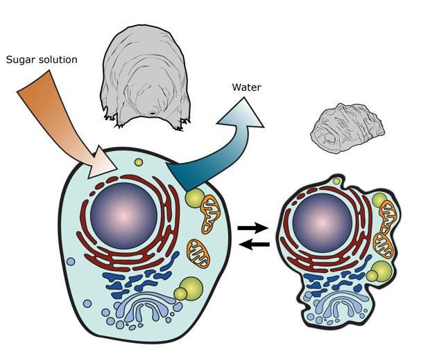 Tardigrade  extremophile with superpowers Tardig10