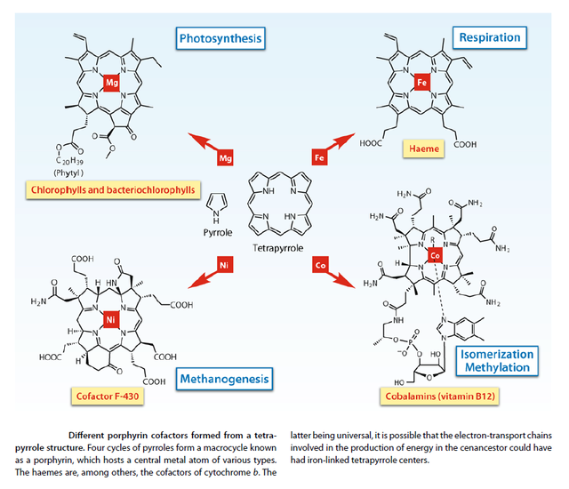 Chlorophyll, and what it tells us about intelligent design Tetrap10