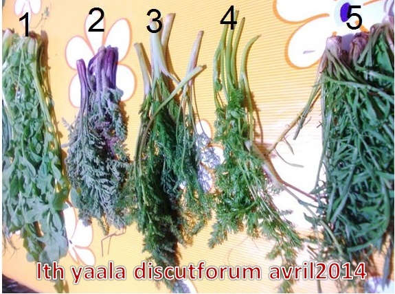 petit cours de botanique ``yaalaouie` Plante12