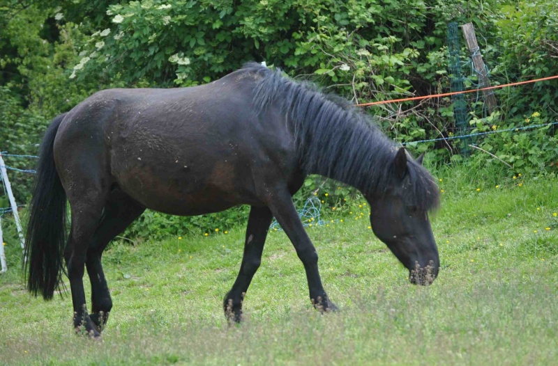 CHARLIE - ONC poney née en 1999 - adoptée en janvier 2013 par mammiemitsou - Page 3 312
