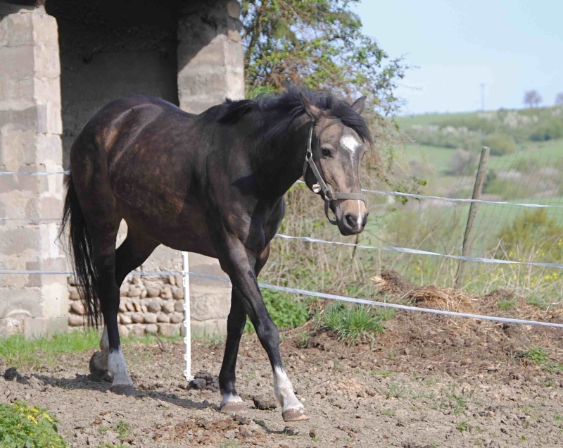 Titane, Charlie et Lisia 411