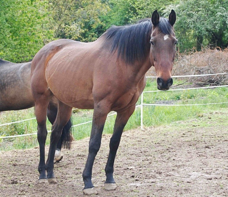 LISIA - ONC selle née en  1998 - adoptée en mars 2014 par mammiemitsou - Page 2 413