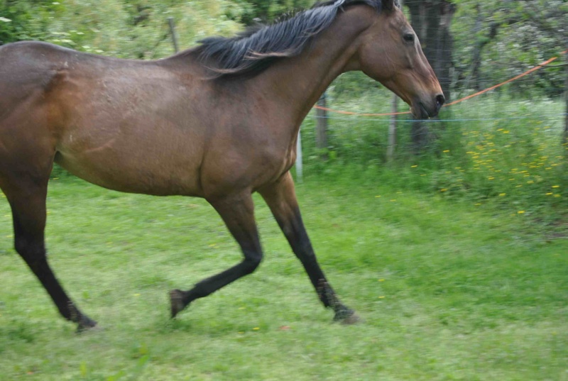 LISIA - ONC selle née en 1998 - adoptée en mars 2014 par mammiemitsou - Page 2 812
