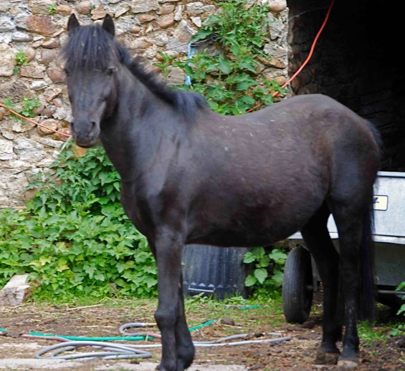 CHARLIE - ONC poney née en 1999 - adoptée en janvier 2013 par mammiemitsou - Page 3 Char10