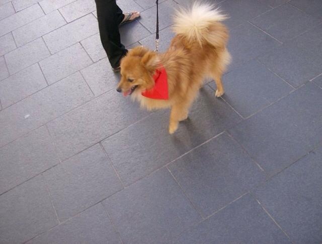 [RÉSOLU] spitz allemand 4ans CHERCHE NOUVELLE FAMILLE 10177410