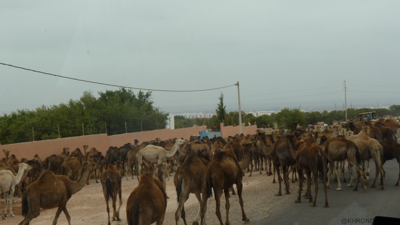 Voyage de printemps au Maroc - Page 2 2014_m38