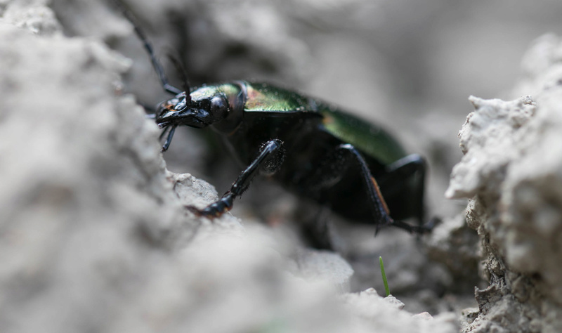 bestioles 2017 16042010