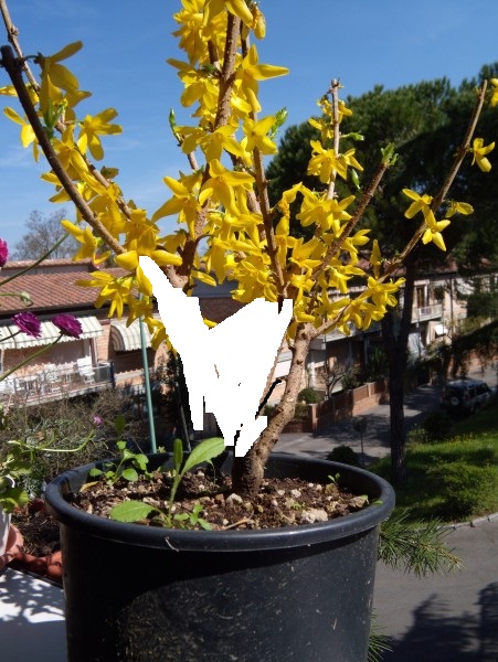 Forsythia...futuro bonsai.. Ll10