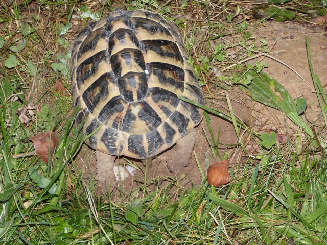 URGENT: Renseignements développement oeufs de tortues P1020910